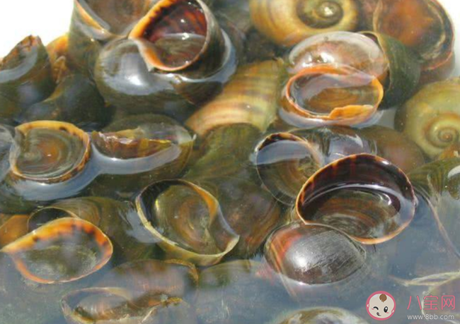 螞蟻莊園織紋螺和椰子螺哪種螺千萬不要吃 7月2日答案解析