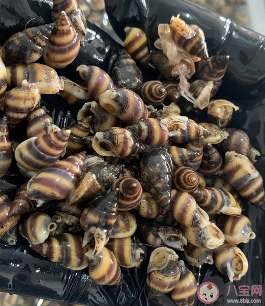 織紋螺為什么會引起中毒 織紋螺中毒有什么表現(xiàn)