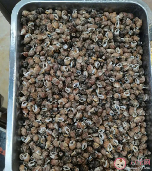 織紋螺為什么會引起中毒 織紋螺中毒有什么表現(xiàn)