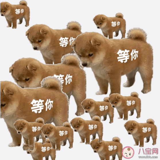 站崗小狗是什么梗什么意思 站崗小狗表情包合集