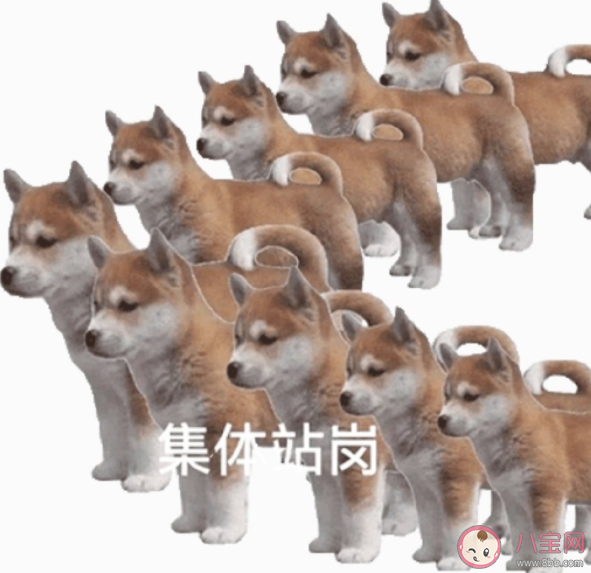 站崗小狗是什么梗什么意思 站崗小狗表情包合集