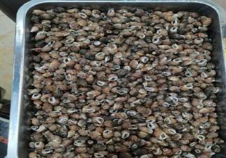 織紋螺為什么會引起中毒 織紋螺中毒有什么表現