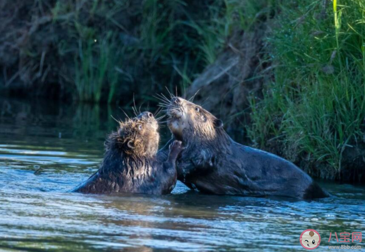 河貍享有動(dòng)物界的土木建筑師的美譽(yù)是因?yàn)樾藿ㄊ裁?螞蟻莊園7月5日答案