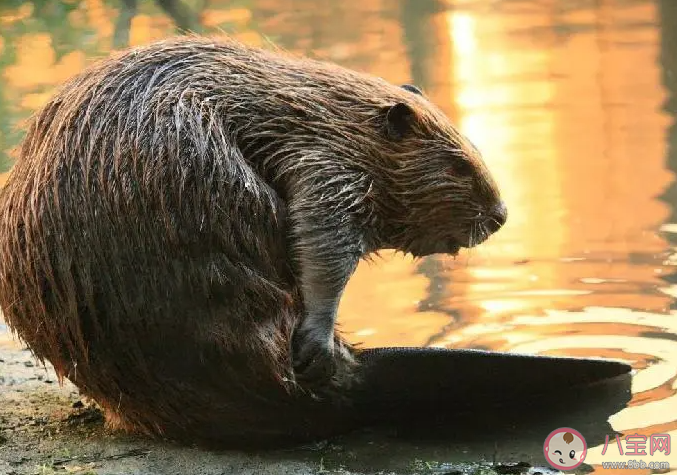 螞蟻莊園河貍擅長修建什么 小課堂7月5日答案最新