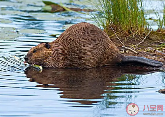 螞蟻莊園河貍擅長修建什么 小課堂7月5日答案最新