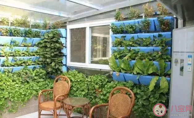 年輕人為何喜歡上陽臺種菜 陽臺上適合種什么菜