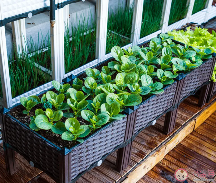 年輕人為何喜歡上陽臺種菜 陽臺上適合種什么菜
