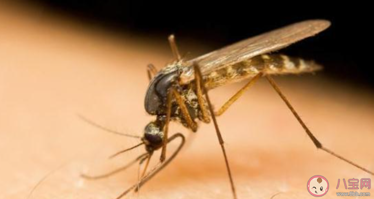 孕婦和寶寶更容易招蚊子真是這樣嗎 螞蟻莊園7月6日答案最新