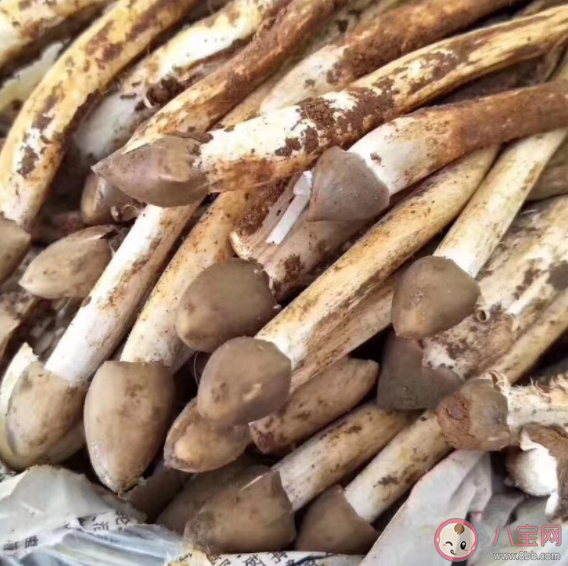 荔枝菌和什么毒蘑菇很相似 毒蘑菇中毒有什么感覺(jué)和癥狀