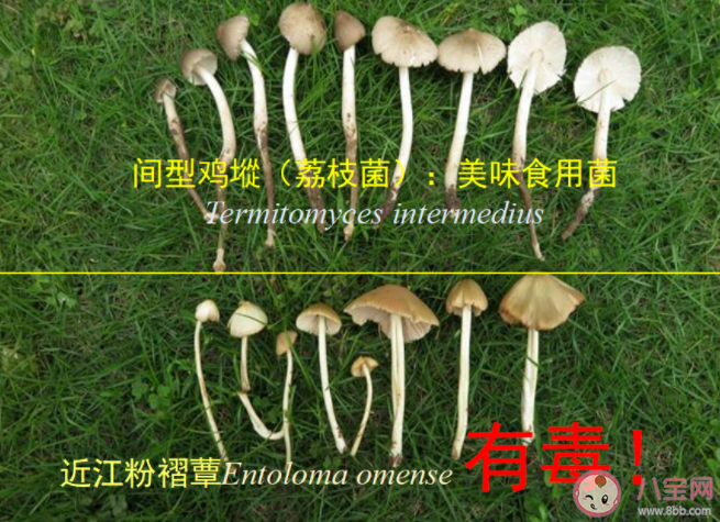 荔枝菌和什么毒蘑菇很相似 毒蘑菇中毒有什么感覺(jué)和癥狀