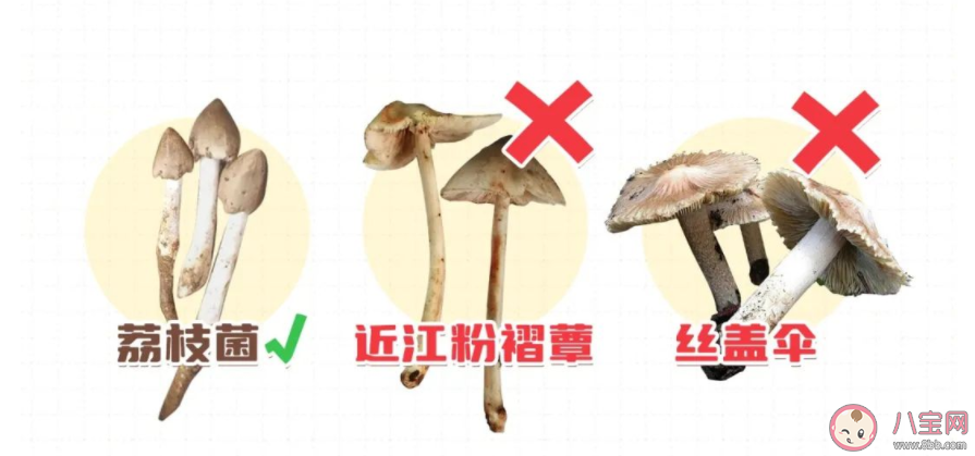 荔枝菌和什么毒蘑菇很相似 毒蘑菇中毒有什么感覺(jué)和癥狀