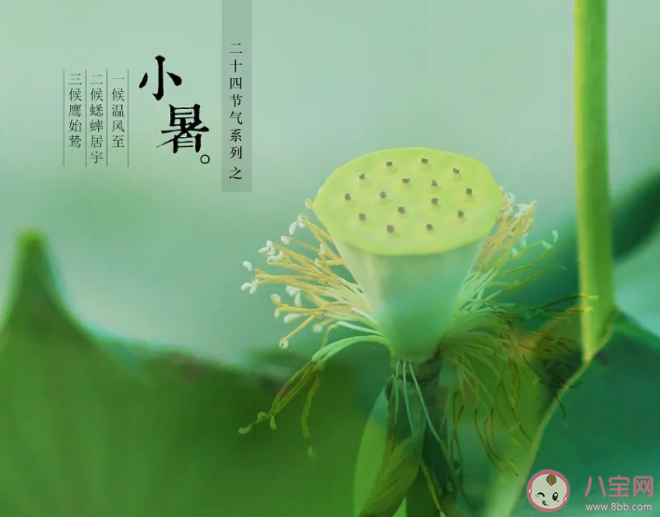 民間諺語小暑一聲雷倒轉做黃梅中黃梅指的是 螞蟻莊園7月7日答案最新