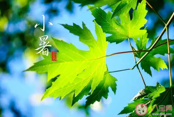 民間諺語小暑一聲雷倒轉做黃梅中黃梅指的是 螞蟻莊園7月7日答案最新