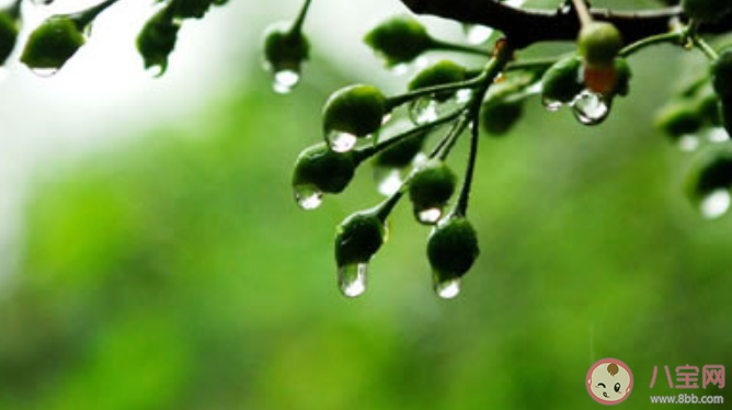 螞蟻莊園小暑一聲雷倒轉做黃梅中的黃梅指什么 7月7日正確答案