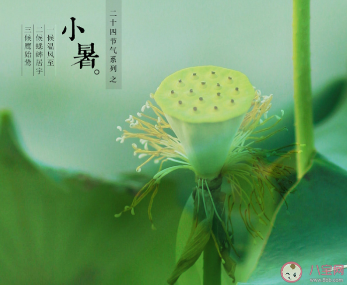 螞蟻莊園7月7日答案介紹：小暑食新的習俗是指什么