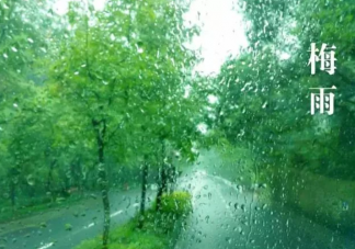 螞蟻莊園小暑一聲雷倒轉做黃梅中的黃梅指什么 7月7日正確答案