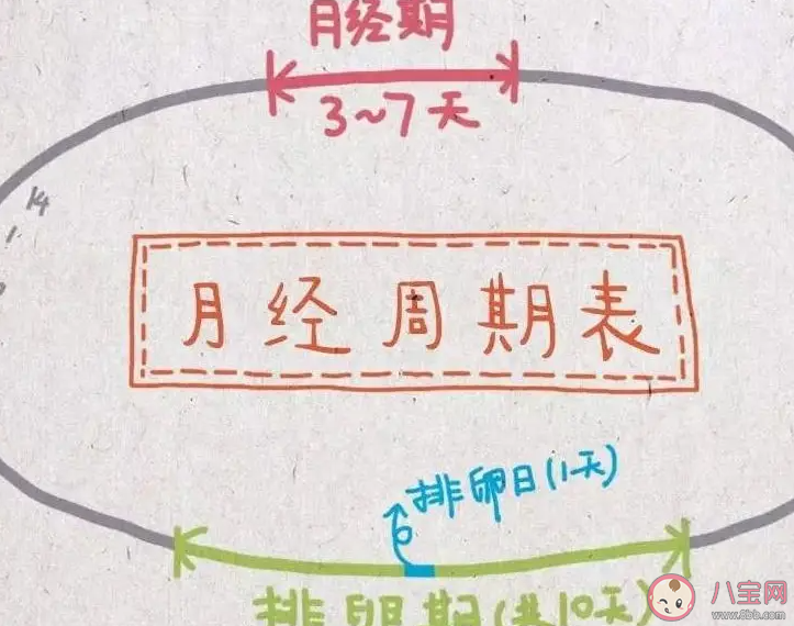 懷孕了還會(huì)排卵嗎 懷孕后多久能恢復(fù)排卵