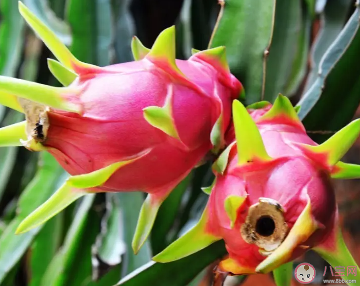 火龍果除了紅皮紅肉紅皮白肉這兩種還有什么樣的 螞蟻莊園7月9日答案介紹 火龍果除了紅皮紅肉紅皮白肉這兩種還有什么樣的 螞蟻莊園7月9日答案介紹