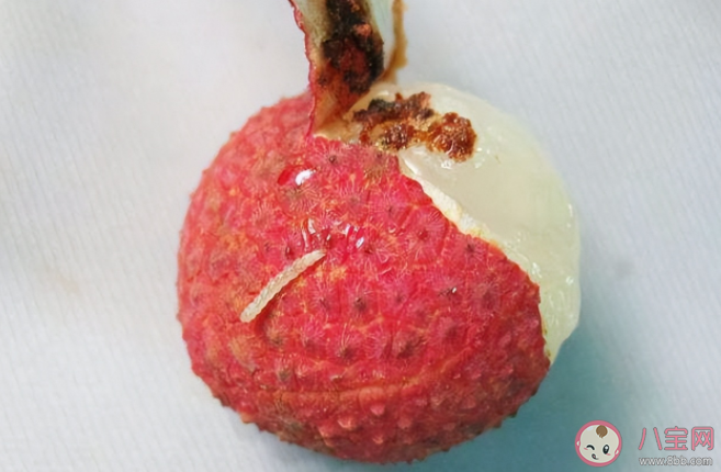 荔枝里真的有蟲嗎 荔枝蒂部的黑色物質是蟲糞嗎 荔枝里真的有蟲嗎 荔枝蒂部的黑色物質是蟲糞嗎