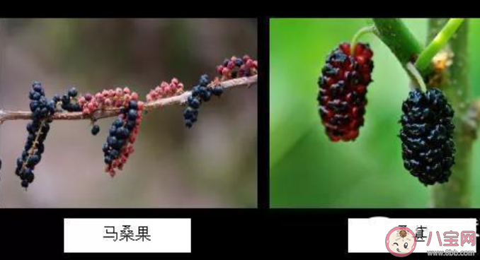 在野外看到形似桑葚的小野果可以摘來吃嗎 螞蟻莊園7月12日答案最新