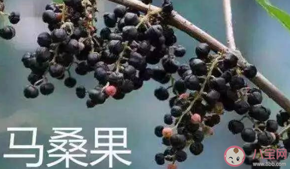 在野外看到形似桑葚的小野果可以摘來吃嗎 螞蟻莊園7月12日答案最新