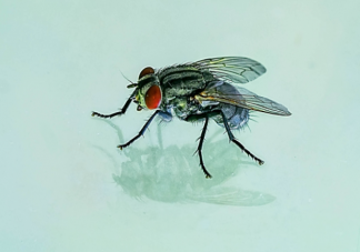 蒼蠅為什么喜歡搓手 家里蒼蠅很多怎么辦