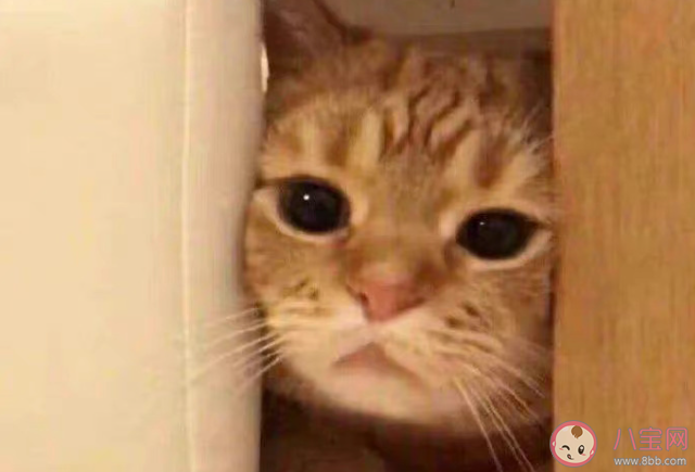 把愛好當工作靠譜嗎 要不要把愛好變成工作