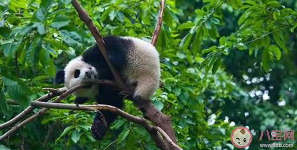 以下哪個曾經是大熊貓在古代的名字 螞蟻莊園7月15日答案最新 以下哪個曾經是大熊貓在古代的名字 螞蟻莊園7月15日答案最新