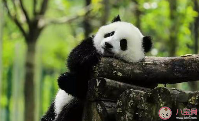 以下哪個曾經是大熊貓在古代的名字 螞蟻莊園7月15日答案最新 以下哪個曾經是大熊貓在古代的名字 螞蟻莊園7月15日答案最新