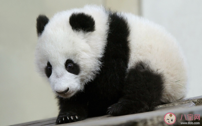 食鐵獸和大蟲哪個曾經是大熊貓在古代的名字 螞蟻莊園7月15日答案解析 食鐵獸和大蟲哪個曾經是大熊貓在古代的名字 螞蟻莊園7月15日答案解析