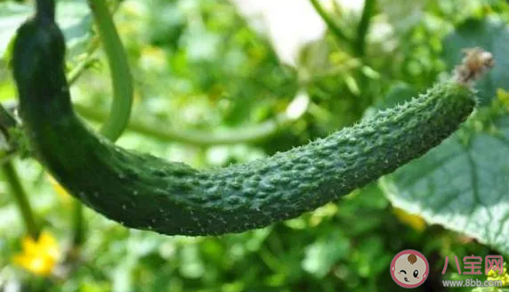 長得彎曲的黃瓜能吃嗎 螞蟻莊園7月16日答案最新 長得彎曲的黃瓜能吃嗎 螞蟻莊園7月16日答案最新