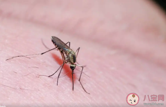 為什么孩子更招蚊子 怎樣讓孩子避免被蚊子咬 為什么孩子更招蚊子 怎樣讓孩子避免被蚊子咬
