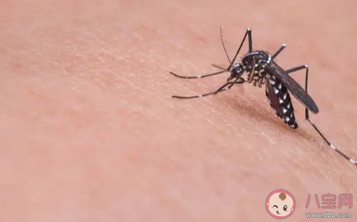 為什么孩子更招蚊子 怎樣讓孩子避免被蚊子咬 為什么孩子更招蚊子 怎樣讓孩子避免被蚊子咬