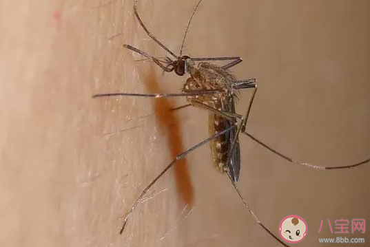 為什么孩子更招蚊子 怎樣讓孩子避免被蚊子咬 為什么孩子更招蚊子 怎樣讓孩子避免被蚊子咬