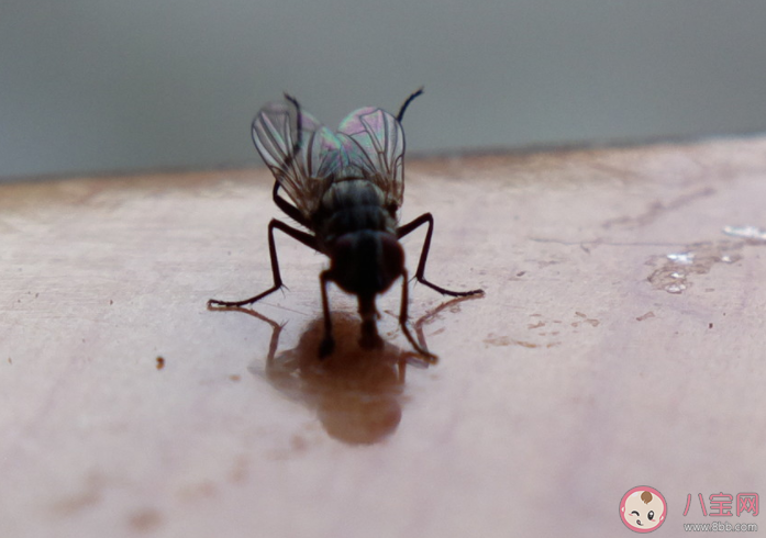 為什么徒手打蒼蠅很困難 無頭蒼蠅為什么不會死