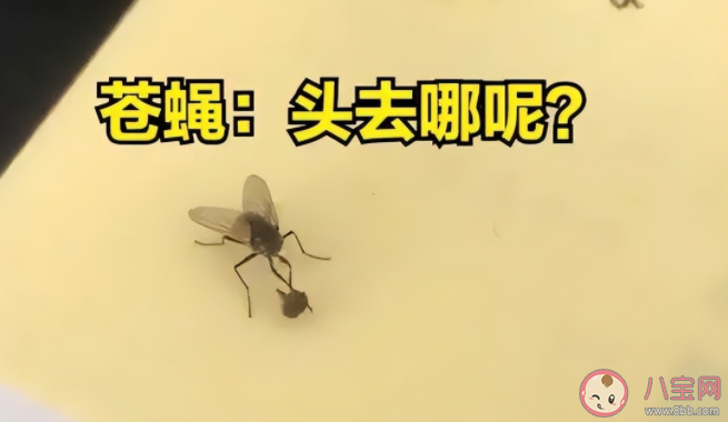為什么徒手打蒼蠅很困難 無頭蒼蠅為什么不會死