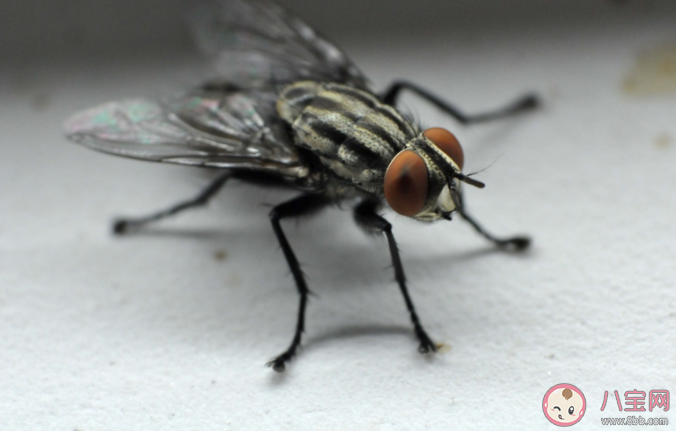 為什么徒手打蒼蠅很困難 無頭蒼蠅為什么不會死
