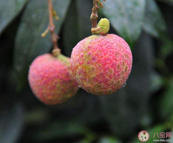 掛綠荔枝有多貴 千元一斤荔枝值得買嗎