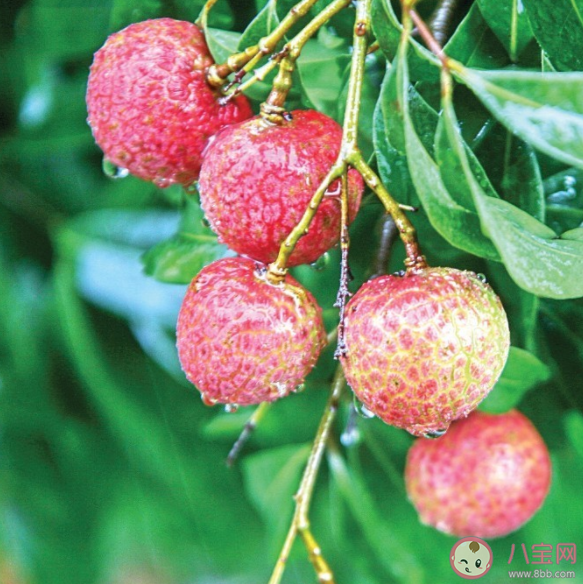 掛綠荔枝有多貴 千元一斤荔枝值得買嗎