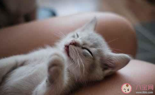 家里養(yǎng)了貓咪可以點(diǎn)蚊香驅(qū)蚊嗎 螞蟻莊園7月21日答案介紹