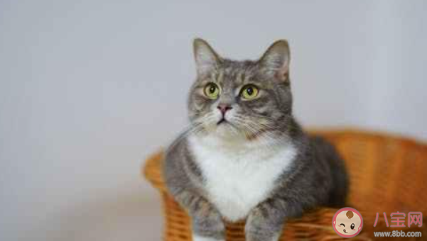 家里養(yǎng)了貓咪可以點(diǎn)蚊香驅(qū)蚊嗎 螞蟻莊園7月21日答案介紹