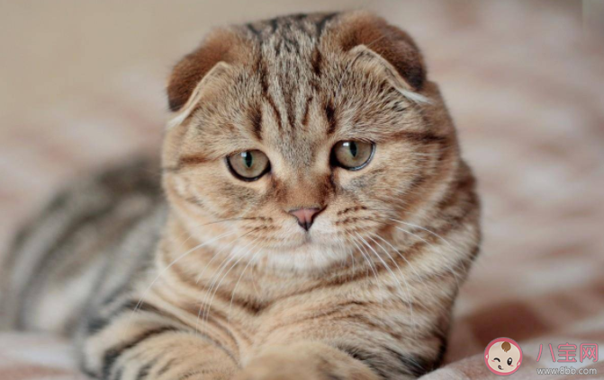 家里養(yǎng)了貓咪可以點驅(qū)蚊蚊香嗎 螞蟻莊園7月21日答案