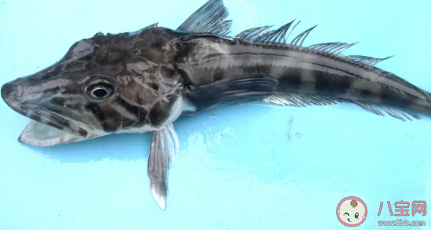 南極的魚能在冰天雪地中健康成長主要因為體內 螞蟻莊園7月22日答案最新