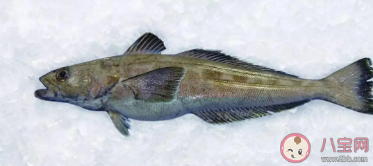 南極的魚能在冰天雪地中健康成長主要因為體內 螞蟻莊園7月22日答案最新