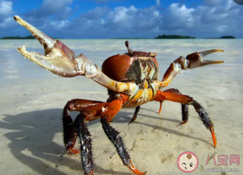 螃蟹為什么總喜歡吐泡泡 螞蟻莊園7月22日答案介紹