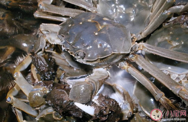 螞蟻莊園螃蟹為什么總喜歡吐泡泡 7月22日答案解析 螞蟻莊園螃蟹為什么總喜歡吐泡泡 7月22日答案解析