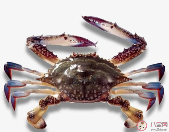 螞蟻莊園螃蟹為什么總喜歡吐泡泡 7月22日答案解析 螞蟻莊園螃蟹為什么總喜歡吐泡泡 7月22日答案解析