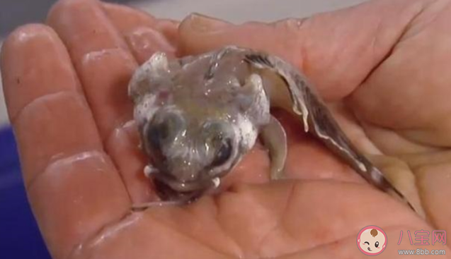 南極的魚能在冰天雪地中健康成長主要因為體內有什么 螞蟻莊園7月22日課堂答案