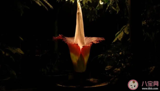 巨魔芋開花有多罕見 巨魔芋為什么被稱為尸香魔芋 巨魔芋開花有多罕見 巨魔芋為什么被稱為尸香魔芋