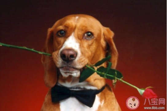 女性缺乏黃體酮身體會有哪些表現 如何補充女性體內的黃體酮